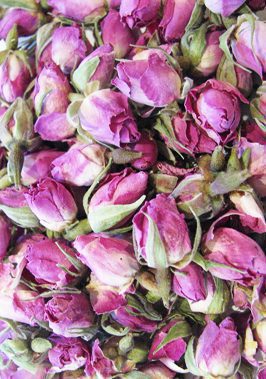 غنچه گل محمدی غنچه گل محمدی