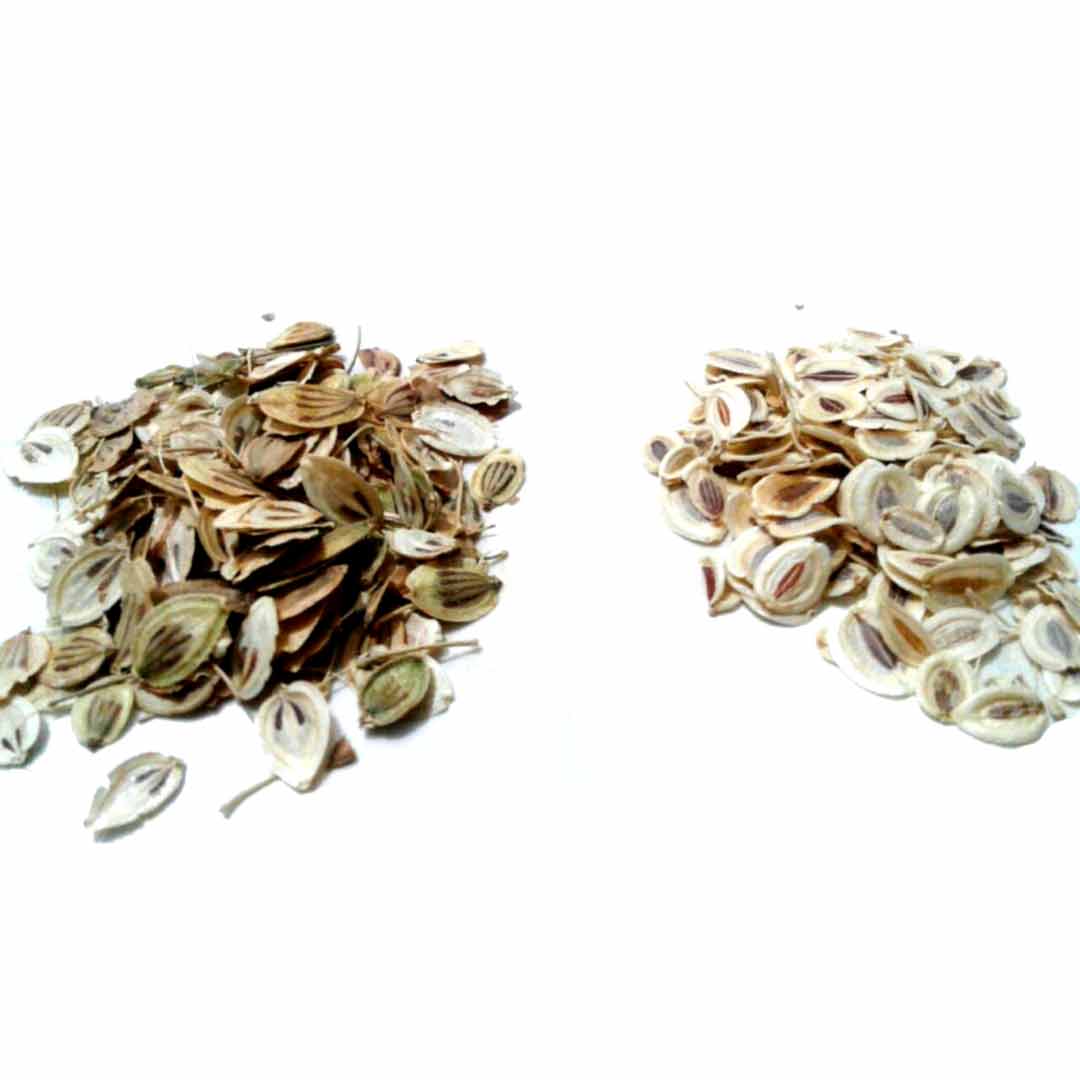 شباهت-ظاهری-گیاهان-دارویی