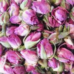 گل محمدی