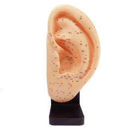 مولاژ طب سوزنی گوش پایه دار