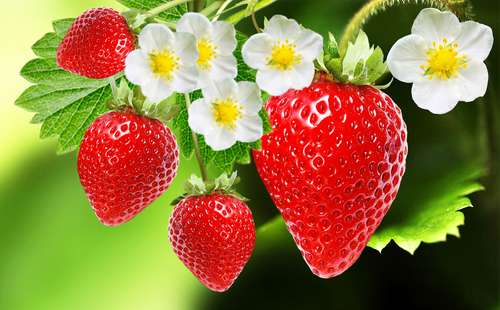 خواص توت فرنگی (.Fragaria Vesca L)